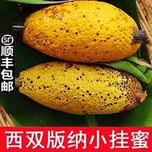 ���С���۷䳲��Ұ���������ų�5g��Ȼ�������Ԯa�ٻ�������S