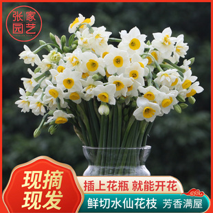 [Freshly Picked Fresh-Cut Flowers] Zhangzhou Narcissus with Buds Flower Bouquet Cut Flower Arrangement Indoor Winter Florals Zhang