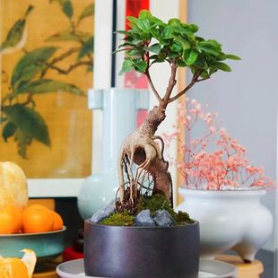 �˅�С�~�Ř��辰�����Ϙ���������k���҃�������X�Gֲ���Ի���