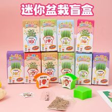迷你种植小盆栽创意儿童植物观察盲盒桌面绿植幼儿园学生礼品礼物
