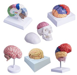 ����ģ�����w���X�Ұ��X���܅^�t�W�̌W�þ����X���X�ɽY���օ^