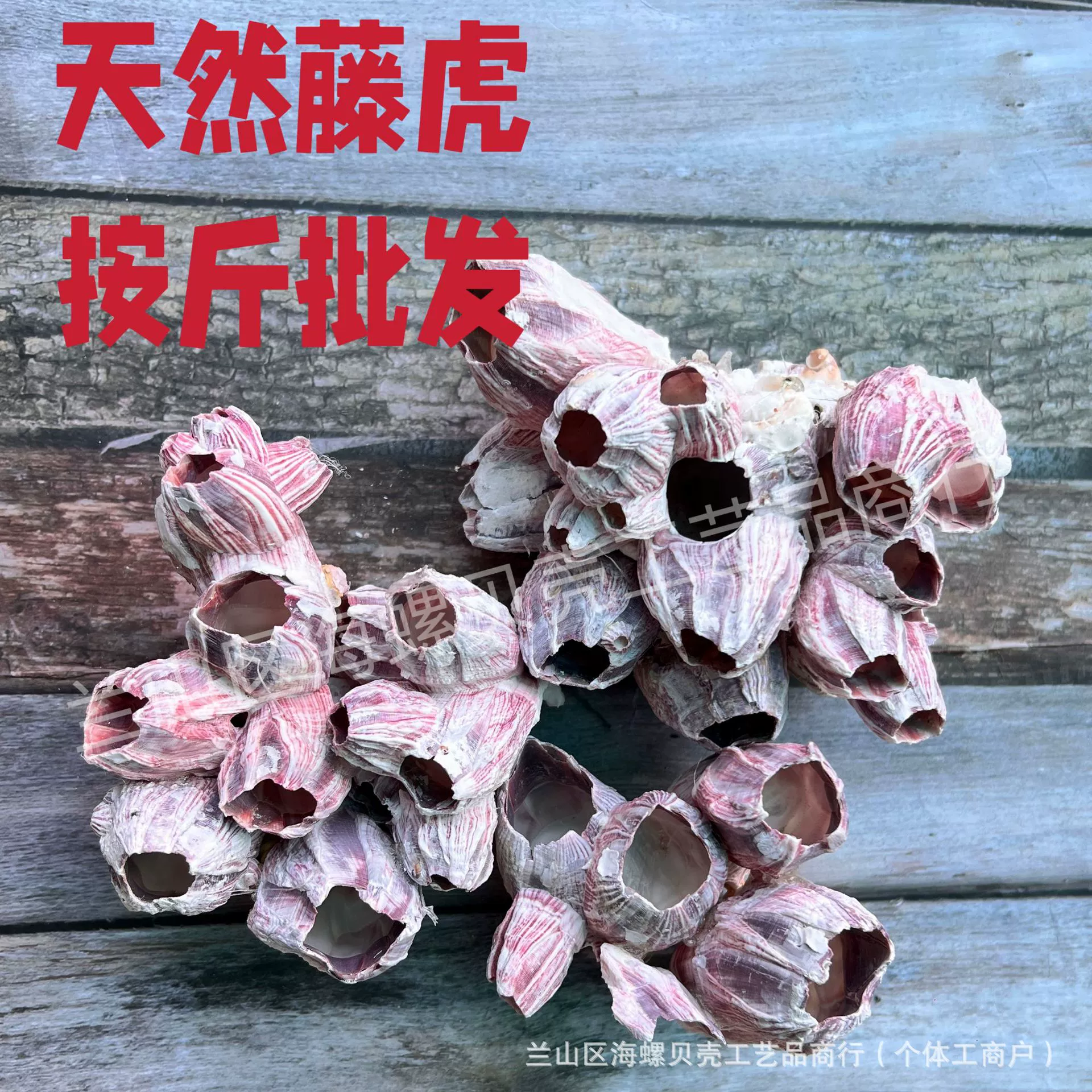 Shell Natural Shell Conch Stars Drifting Bottle Shell Crafts Wholesale Diy Handmade Shell Materials