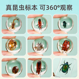 True Insect Amber Biological Scorpion Specimen Male and Female Students Children Popular Science Creative Teaching Experiment Resin Small Toys