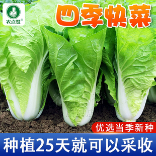 Four-Season Cream Fast-Growing Vegetable Seeds, Small Cabbage Seeds, Vegetable Seeds, Fast-Growing Vegetable Seeds, Vegetable Seeds