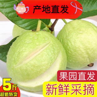 �V���Fժ���İŘ���ʯ�� ���r�Ꭷ�������bһ������]�a��ֱ�l��