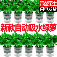 绿萝盆栽水培绿植盆栽室内好养净化空气植物绿箩除甲醛新房厂