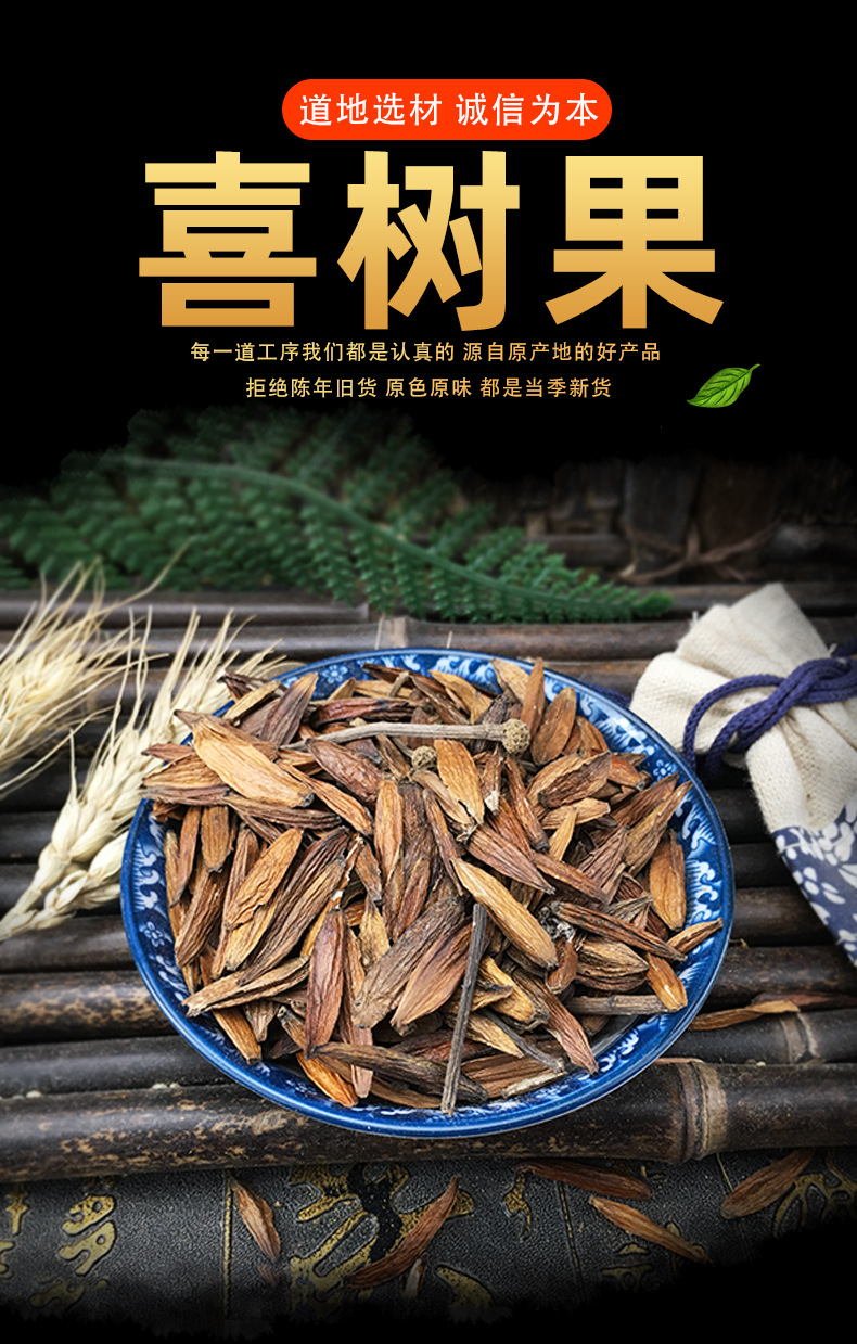 Dried Camptotheca Fruit Xi Shu Guo Whole Seeds Sun Dried Traditional Herb 500g key features