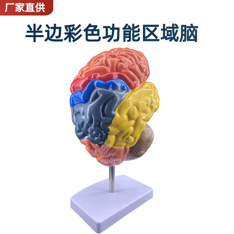 Brain model Brain function area color division model Human brain anatomy human cerebral artery structure cerebrovascular nerve