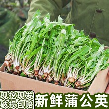 新鲜蒲公英现挖婆婆丁山野菜新鲜山菜特产苦菜苦麻子包邮蘸酱菜
