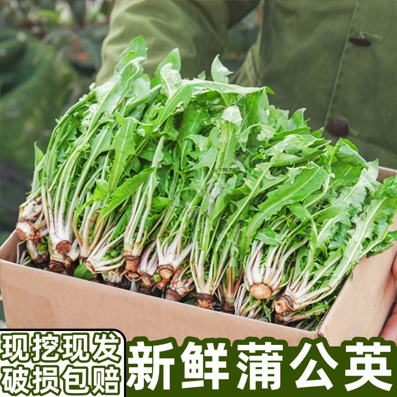 新鲜蒲公英现挖婆婆丁山野菜新鲜山菜特产苦菜苦麻子包邮蘸酱菜
