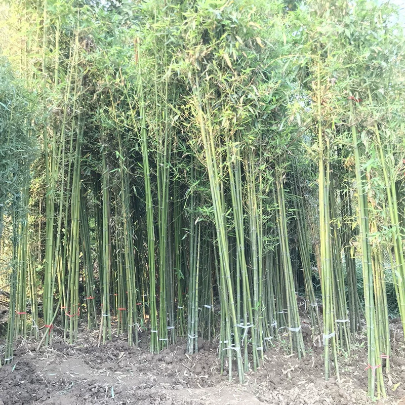 Зеленый Бамбук Рассада Двор Бамбуковая Рассада Золото Инкрустированный Нефрит Четыре сезона Горшок Золотая бамбуковая рассада Бамбуковое растение Фиолетовый Бамбуковая рассада Луохан Бамбук