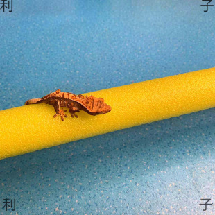 �޽ǰ��������w����R�پ����،m�����W�S��ü������ʳ�����b