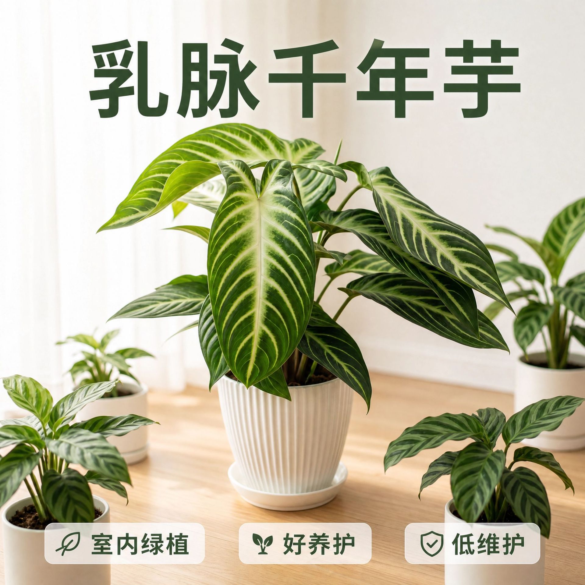 商品图