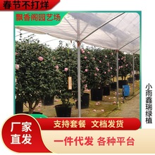 һlɽ軨Ԏɫ൤ֲ҃ͺ軨