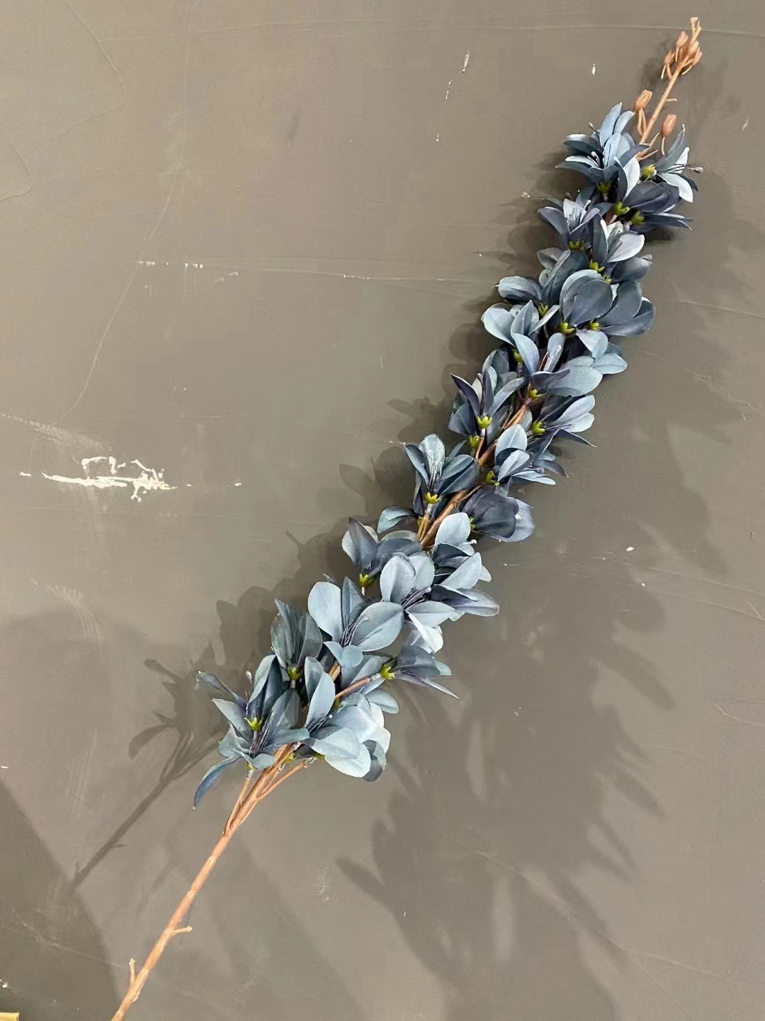 万代兰深雾霾兰