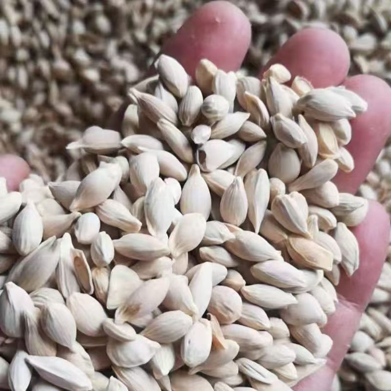 Semillas de limón perfumado semillas de limón verde balcón resultados de plantación interior árboles frutales del norte y del sur plantación de balcón en maceta