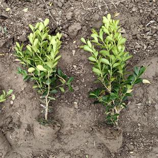 �����S��ɫ�K��С�~�S�������ë����@�־G��������Gֲ��