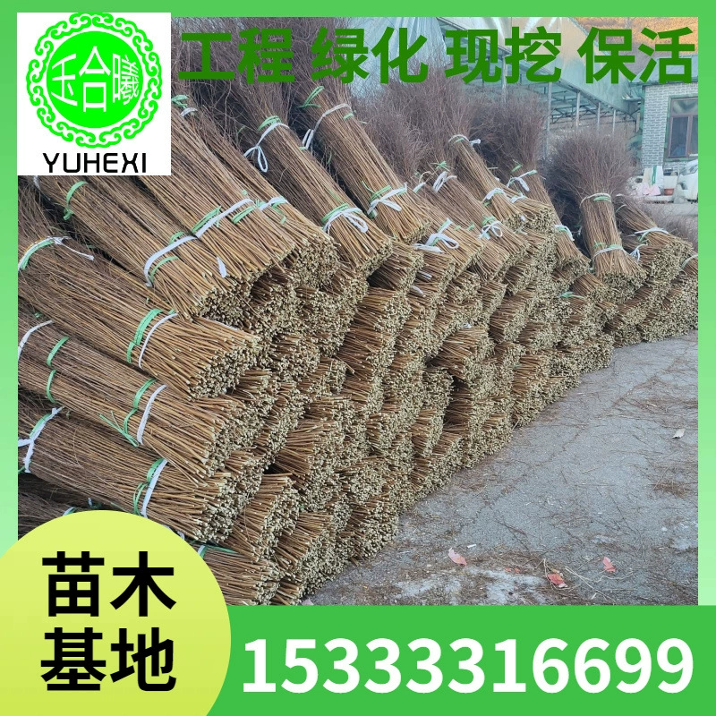 Сушеные ветви снежной ивы, гидропонные сушеные ветви жемчужной сливы, зеленые растения, комнатные цветы, цветы в водной культуре, цветочные композиции в горшках.