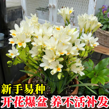 进口香雪兰种球重瓣小苍兰四季开花好养活观花卉盆栽球根植物种子