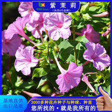 紫茉莉花種子混色茉莉花地雷花種子陽台易種盆栽五彩香茉莉花種子