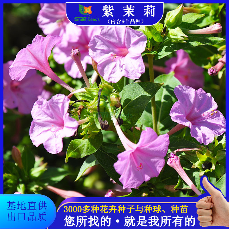 紫茉莉花种子混色茉莉花地雷花种子阳台易种盆栽五彩香茉莉花种子