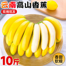 高山甜香蕉新鲜10斤水果当季现摘芭蕉小米蕉大香焦批发整箱自然熟