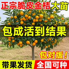 ���ڏV����Ƥ��ۘ���玧���l���Ә��ϱ�������ͥԺ���Ԯ���Y��