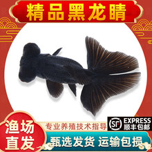 龙睛金鱼黑龙睛冷水鱼小金鱼活鱼淡水锦鲤观赏鱼好养耐活鱼不加温