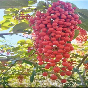 Wulingshan Native Paulownia Saplings, Paulownia Trees, Large Trees, Courtyard Green Plants, Florals, Paulownia Leaf Cake Raw Materials