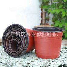 �pɫ����Nֲ�������pɫ�軨�ܻ������Ի���һ���ԼӺ��pɫ������