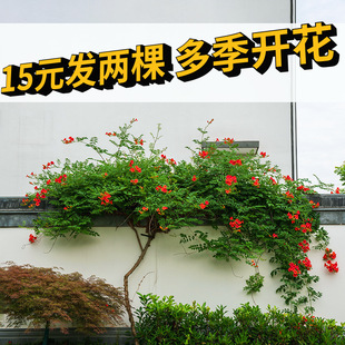 ����������ֲ���ͺ��͟����̻����̨�׻ֲ�����������׳ɻ�