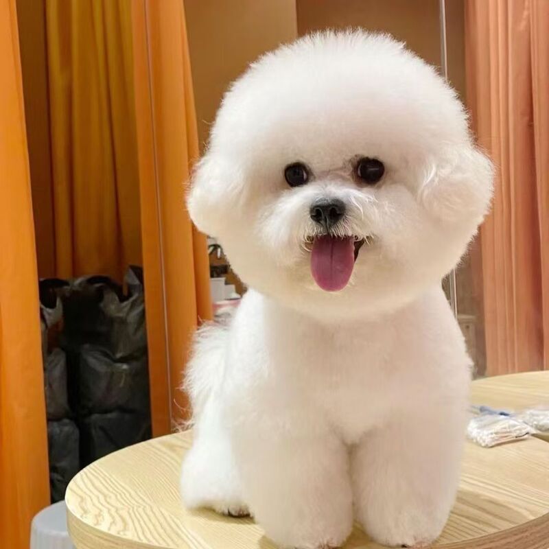 Wholesale Purebred Bichon Frize Puppies Live Bichon Frize Puppies Pet Dogs Bichon Frize Teacup Dog Bichon Frize Small Size Dogs
