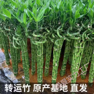 ����ˮ��ֲ���D�\���F���_�\��ˮ�B�͏d������������ؔ�҃�