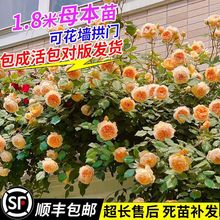 藤本月季大花浓香四季开花蔷薇苗爬藤植物庭院阳台玫瑰盆栽大苗