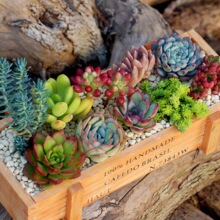新款多肉植物组合盆栽带盆土肉肉植物木盒套餐微景观diy材料拼盘