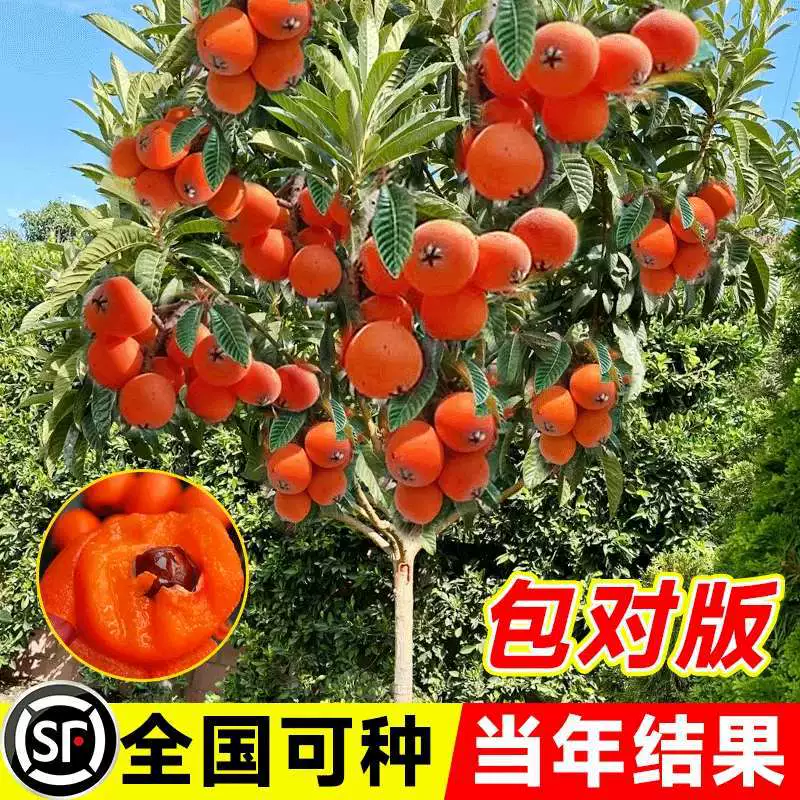 Саженцы плодов сидфолия без косточек, саженцы сахарной сидфолии без косточек, саженцы сидфолии, привитые горшечные растения для больших садов, которые в том же году дают плоды.