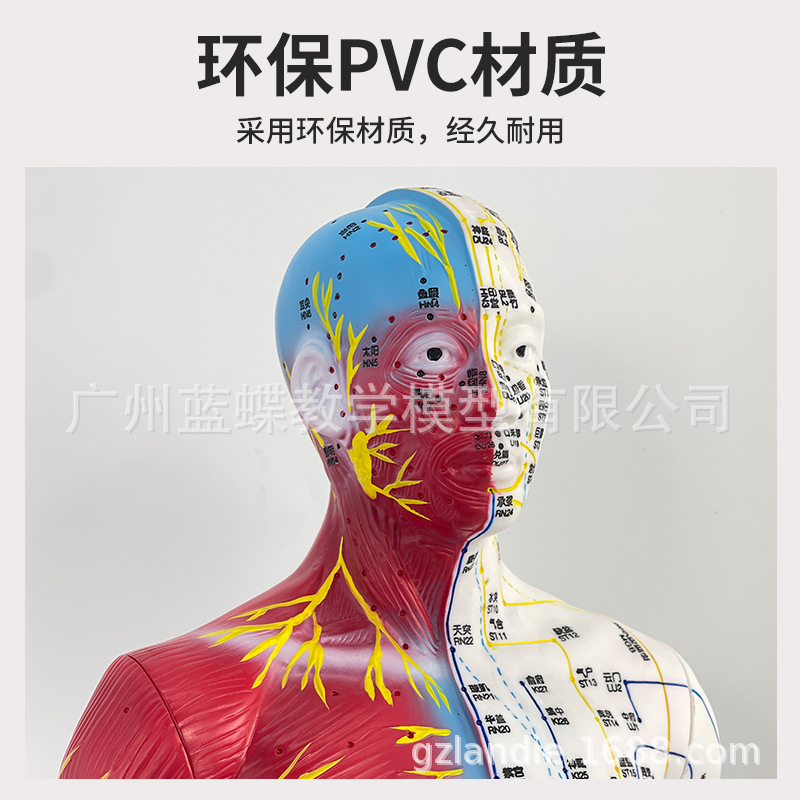 85CM��Ƥ�뼡������������Ѩλ����ģ��ȫ����ҽʮ������ͼͭ��