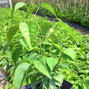 Fujian Zhangzhou Creeper Planting Base Wholesale Jin Shade Cooling Creeper Climbing Vine Plant Wall Greening