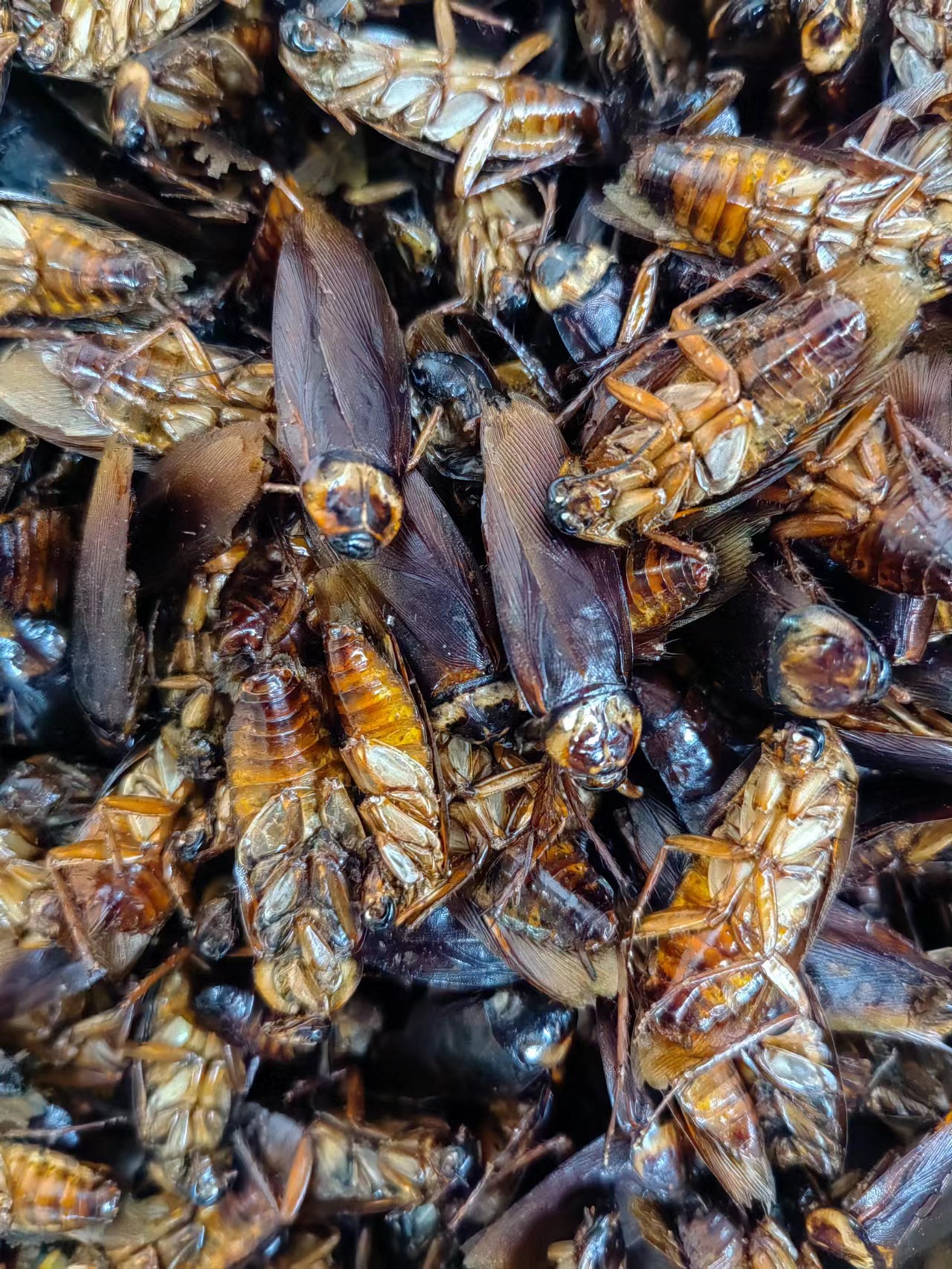Dried Cockroach (Eupolyphaga sinensis) — Traditional Chinese Medicinal Insect, 500g quality and texture