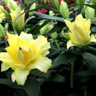�M���ذ���ˮ�ٺϷN��5�w�ļ��_���҃��̨���Ի����׻�ֲ���ͺ�