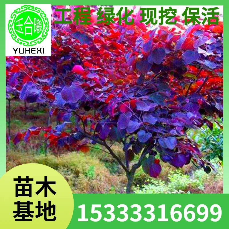 Оптовые канадские рассады красного листа баухинии, рассада цветов баухинии, саженцы баухинии, кластерные рассады баухинии, посадка в северных и южных регионах