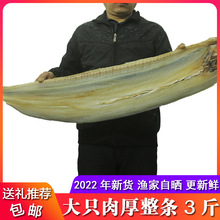 宁波产大鳗鱼干1500g/一整条 风海鳗干鳗鲡鳗鱼鲞咸鱼干 海鲜干货