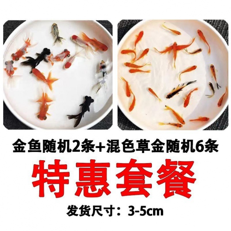 小金魚卸売、活魚、観賞魚、小卸売、鯉、鯉、三色赤白子頭、入門レベルの耐久性のあるヘアエクステンション|undefined