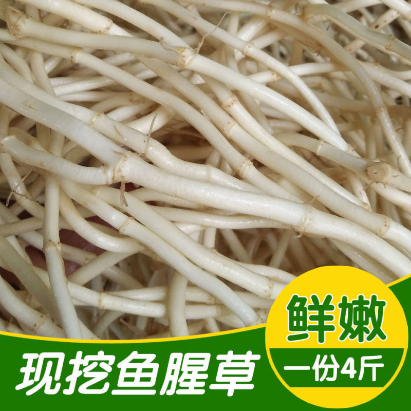 【包邮】鱼腥草折耳根新鲜嫩根现挖野生节节根农家自种蔬菜凉拌侧|undefined