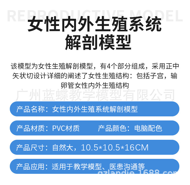 生殖解剖-详情页_11