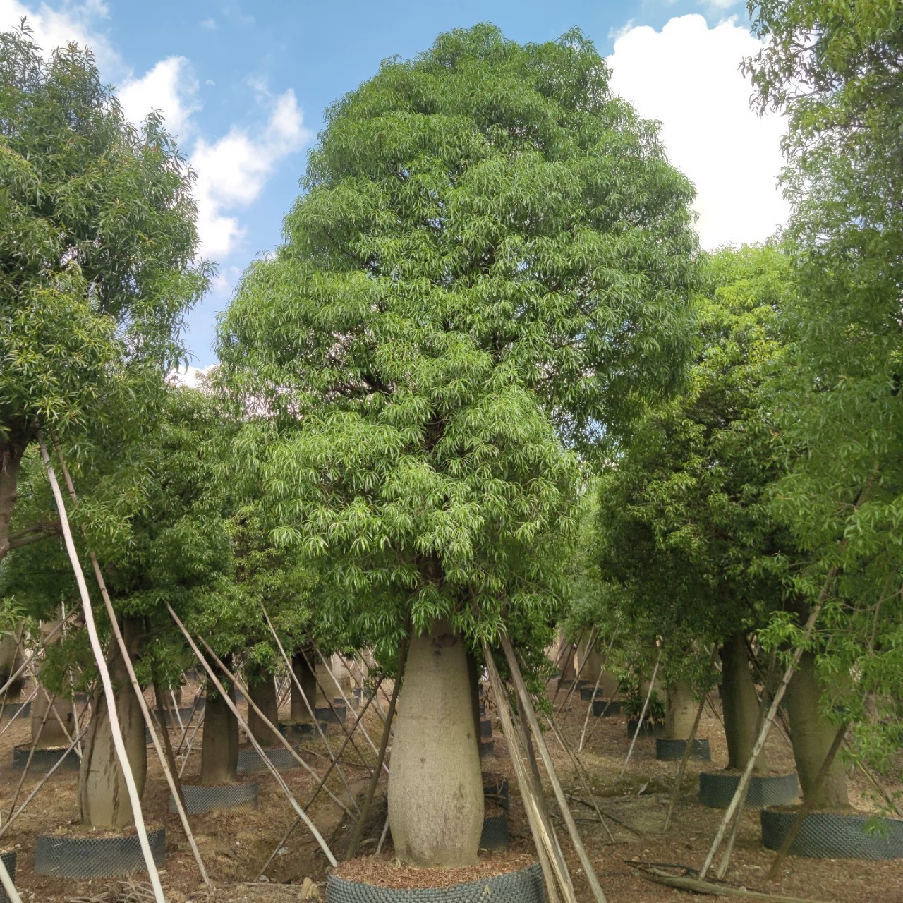 2307 база поставляет дерево живота Будды 50-80 см