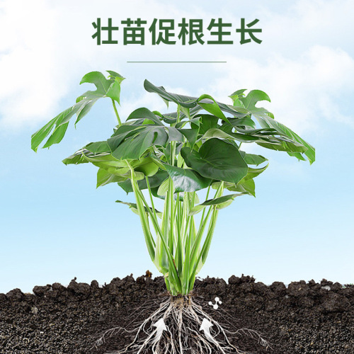 Manufacturer wholesale rapid rooting solution for transplanting flower seedlings, transplanting flowers, transplanting succulent plants, rooting agent
