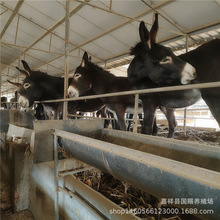 �Bֳ���H��10�^�������ٳԶ�����ϵ����H �P���H