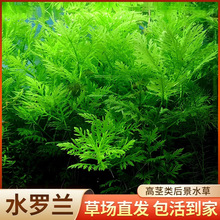 水罗兰水草植物真草水培新手懒人鱼缸造景蜈蚣草绿菊阴性全套水草