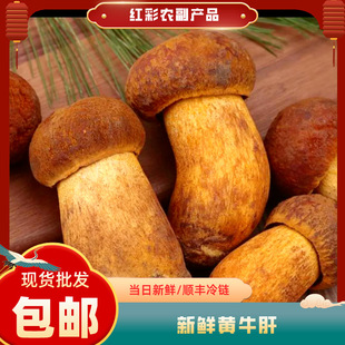 �������䡿������r�Sţ�ξ� �Sه�^����Ʒ ���rҰ�������r�Sţ��